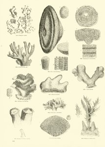 Pagina uit The Pictorial Museum of Animated Nature